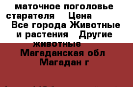 маточное поголовье старателя  › Цена ­ 2 300 - Все города Животные и растения » Другие животные   . Магаданская обл.,Магадан г.